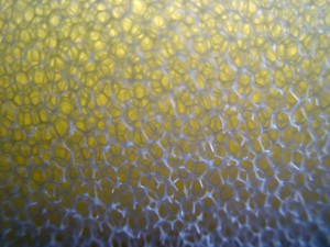 Dryfast Foam's Cellular Structure